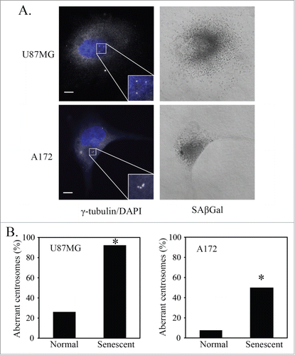 Figure 2. p21-induced senescent glioblastoma cells have aberrant centrosomes. (A) Representative images of p21-induced senescent U87MG and A172 glioblastoma cells after overexpression of p21. Cells underwent immunofluorescence staining for γ-tubulin (white). Nuclei were stained with DAPI (blue) and a brightfield grayscale image of SAβGal stain is included to the right. Cells were transduced with a p21 lentivirus overnight, washed and fixed for staining 4 days later (5 days after initial transduction). Inset is a magnification of the centrosomes. Scale bar = 10 μm. (B) Quantification of normal and senescent (same criteria used in Figure 1) glioblastoma cells (U87MG, A172) with aberrant centrosomes after overexpression of p21. Statistical significance was determined using Pearson's chi-square test. * p < 0.05.