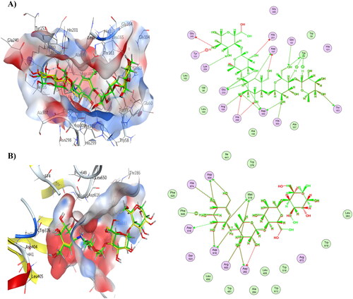 Figure 3. A) Overlay between co-crystallized ligand (yellow) and re-docked pose (green) of acarbose (RMSD= 0.66 Å) in α-amylase (PDB ID: 1B2Y), complex overlay and ligand interactions. B) Overlay between co-crystallized ligand (yellow) and re-docked pose (green) of acarbose (RMSD= 0.56 Å) in α-glucosidase (PDB ID: 5NN8), complex overlay and ligand interactions.