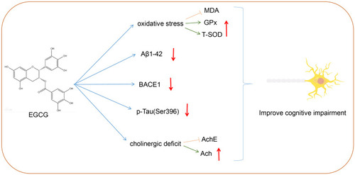 Figure 7 Schematic map of EGCG in AD. EGCG treatment reduced Tau hyperphosphorylation, BACE1 expression, and Aβ1-42 expression to improve the antioxidant system and reduce AchE activity, which improved the learning and memory function of AD rats.