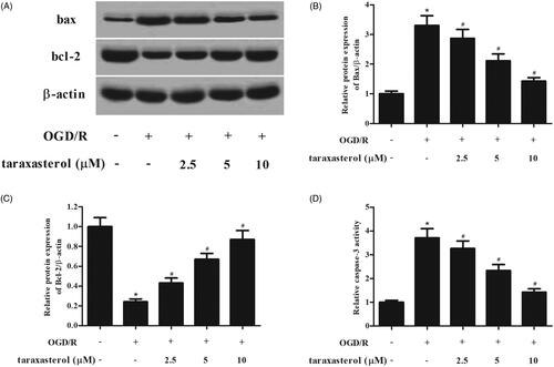 Figure 3. Anti-apoptotic effect of taraxasterol on OGD/R-induced hippocampal neurons. Hippocampal neurons were incubated for 2 h with the pre-treatment of 2.5, 5 or 10 µM prior to OGD/R stimulation. (A) Effect of taraxasterol on expressions of bax and bcl-2. (B and C) Quantification analysis of bax and bcl-2. (D) Effect of taraxasterol on caspase-3 activity. Data are expressed as mean ± SD. n = 5. *p < .05 vs. control hippocampal neurons; #p < .05 vs. OGD/R-induced hippocampal neurons.