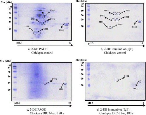 Figure 3. 2-DE PAGE and 2-DE immunoblot patterns of chickpea samples before and after DIC treatments. Non-treated control (a) and DIC-treated (c) chickpea extracts are separated by 2-DE PAGE and IgE reactive spots are identified by 2-DE immunoblot in the non-treated control (b) and DIC-treated (d) samples.