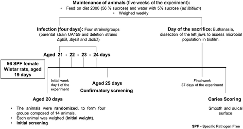 Figure 1. Experimental design for the rat model of dental caries.