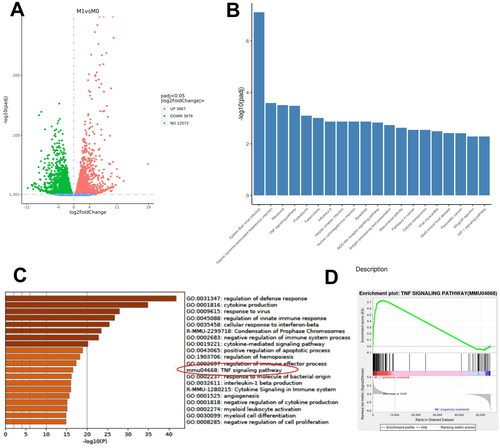 Figure 4. RNA sequencing and data analysis of M1 macrophages. (A) Volcano plot of differentiated expressed genes (DGEs) between M1 and M0 macrophages; (B) Gene set enrichment analysis of DEGs in KEGG databases; (C) data on TNF signaling pathway graph in KEGG databases; (D-E) gene set enrichment analysis of DEGs in GSE25902 in GO databases.