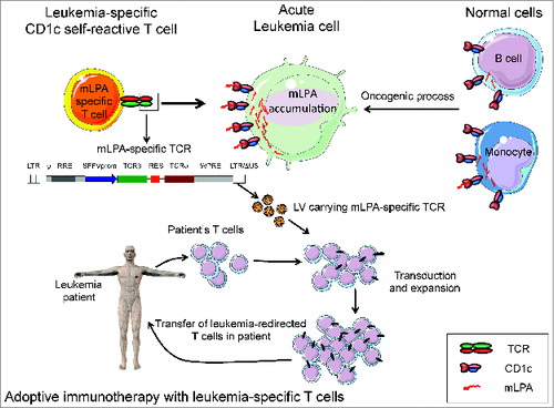 Figure 1. Targeting leukemia by CD1c-restricted T cells specific for a novel lipid antigen. (A) CD1c self-reactive T cells recognize the self-lipid antigen methyl-lysophospatidic acid (mLPA), which is upregulated by oncogenic metabolic processes in malignant cells (acute myeloid or lymphocytic leukemias), compared with normal monocytes and B cells. (B) mLPA-specific T cell receptor (TCR) genes are cloned into lentivirus (LV) vectors that can be utilized to efficiently transfer the antigen-specificity into polyclonal T cells. LV vector structure: LTR/ΔU3, long terminal repeats, with deletions; ψ, packaging sequence; RRE, reverse response element; SFFV prom, Spleen Focus Forming Virus promoter; IRES, internal ribosome entry site sequence; WPRE, post-translational regulatory element of Woodchuck Hepatitis Virus. (C) T cells from acute leukemia patients are expanded and transduced ex vivo with the LV carrying mLPA-specific TCR genes, which redirects T cells against the leukemia target upon adoptive transfer into the patients.
