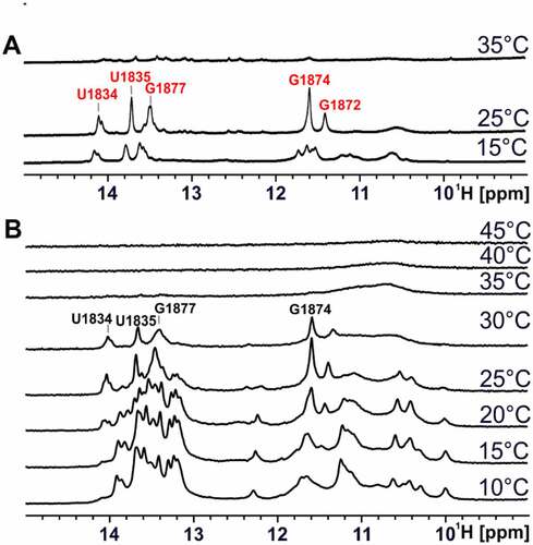 Figure 8. Temperature-dependent 1D NMR spectra of the stabilized hot conformation and 75mer. (a) Imino proton region of 1D 1H spectra of the stabilized hot conformation of 75mer (80 µM) at increasing temperatures (15°C-35°C) in 25 mM potassium phosphate buffer (pH 6.3) with 8% D2O at 950 MHz with 1536 scans. Assigned signals of the stabilized hot conformation are labelled in red. (b) Imino proton region of 1D 1H spectra of 75mer (200 µM) at increasing temperatures (10°C-45°C) in 25 mM potassium phosphate buffer (pH 6.3) with 8% D2O at 600 MHz with 512 scans. Signals most likely originating from the hot conformation of the 75mer are labelled in black.