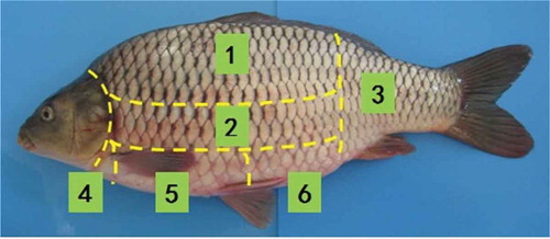 Figure 1. The different portions of farmed common carp (Cyprinus carpio) used in the analysis; (1) upper back, (2) lower back, (3) tail, (4) jaw, (5) chest, and (6) belly.