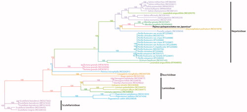Figure 1. Phylogenetic tree of Thymus quinquecostatus var. japonicusand related taxa usingthe complete chloroplast genome sequences.