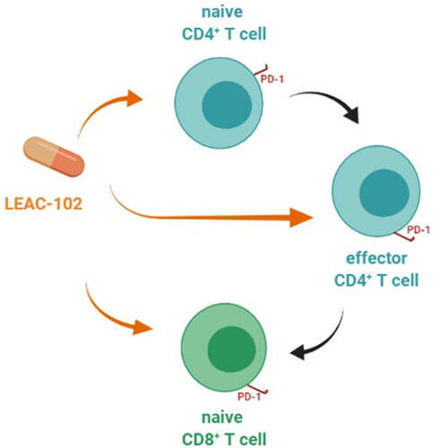 Figure 4. A potential effect on immune regulation during LEAC-102 treatment in healthy participants. LEAC-102 increases naive CD4+ T cells, effector CD4+ T cells, and naive CD8+ T cells, then effector CD4+ T cells also stimulate naive CD8+ T cells. Moreover, CD4+ and CD8+ T cell activation is accompanied by the upregulation of programmed cell death-1 (PD-1) expression by CD4+ and CD8+ T cells, both indicating that taking LEAC-102 may have an education effect on the immune system in healthy participants.