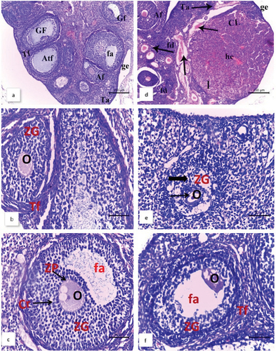 Figure 11. Photomicrographs of ovarian sections of female Nile rats stained by H&E. Normal females: (a, b, and c) show ovary with the germinal epithelium (ge) and underline tunica albuginea (Ta), antral follicle (af), Graffian follicle (GF) with primary oocyte (O), zona pellucida (ZP), corona radiate (Cr), follicular antrum (fa), atretic follicle (Atf), and theca folliculi (Tf) between follicles in the ovarian cortex. Quinestrol-treated females: (d, e, and f) show follicular degenerations (fd), corpus luteum (CL), antral follicle (Af), a cleared blood congestion (arrows), a patchy mononuclear infiltration (I) hemorrhagic area (he), nuclear pyknosis and cytoplasmic degeneration (thick arrow) and shrunk oocyte (thin arrow), decrease or shrinkage of zonagranulosa (ZG) and increase of follicular antrum area.