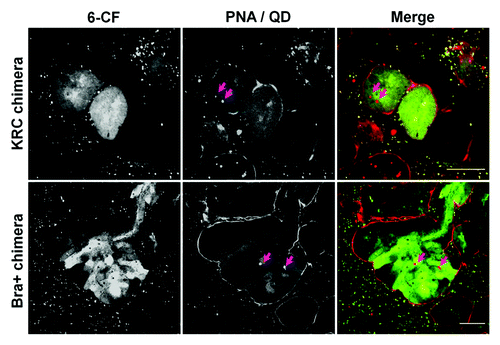 Figure 8. QD+ ESC-derived mesodermal cells take up organic ions. KRC and Bra+ chimeric organs contain QD+ (arrowed) cells which take up 6-CF. For each type of chimeric organ, the following images are shown of the same field: from left to right, the first image shows 6-CF, the second image shows PNA/QDs, and the third frame is a merged, color image (6-CF in green and PNA/QDs in red). Scale bars, 20 μm.