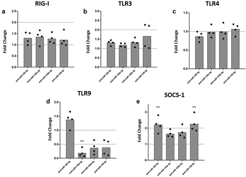 Figure 3. Inhibition of miR-130a-3p, miR-125b-5p and miR-155-5p leads to decreased mRNA expression of TLR9, while inhibition of miR-182-5p and miR-155-5p increases the expression of SOCS-1 mRNA in DENV-2 infected MDMs. MDMs were transfected either with a miRNA scrambled negative control or with an anti-sense specific miRNA. 24 hours later, cells were infected with DENV-2 at an MOI of 5. At 24 hpi, mRNA expression of RIG I (a), TLR3 (b), TLR4 (c), TLR9 (d), and SOCS-1 was measured by qPCR in MDMs using the gene encoding RNU48 as a housekeeper gene. Data are expressed as fold change relative to DENV-2 infected MDMs transfected with miRNA scrambled control. Figures represent four individual experiments. Differences were identified using a Kruskal–Wallis test with a 95% confidence interval was used (***p < 0.001, **p < 0.01, *p < 0.05).