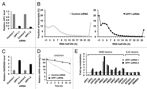 Figure 1. Validation of the UPF1 depletion and BRIC-seq. (A) UPF1 levels were quantified by RT-qPCR after RNA interference (RNAi) of UPF1. Control-1, Control siRNA-1; UPF1–1, UPF1 siRNA-1; Control-2, Control siRNA-2; and, UPF1–2, UPF1 siRNA-2. GAPDH abundance was used for normalization. Values represent mean ± errors from duplicate experiments. (B) BRIC-seq determined the half-lives of 9,229 mRNAs in HeLa Tet-off (TO) cells. White circles (left panel) indicate the fraction of mRNAs in control cells and black circles (right panel) indicate the fraction of mRNAs in UPF1-depleted cells. Transcripts with a half-life over 24 h are included in the category of 24 h. (C) Expression levels of GADD45A in control cells (gray bar) and in UPF1-depleted cells (black bar) were determined by RT-qPCR. GAPDH abundance was used for normalization. Values represent mean ± errors from duplicate experiments. (D) Decay rates in control cells (open circle and gray line) and in UPF1-depleted cells (solid circle and black line) were determined by RT-qPCR. (E) Autoregulation (feedback regulation) of NMD factors. mRNA levels upon UPF1 knockdown, determined by RNA-seq. GAPDH abundance was used for normalization. Transcripts encoding UPF2, SMG1, SMG5, SMG6, SMG7, and SMG9 are significantly upregulated in UPF1-depleted cells. Grey and black bars indicate cells transfected with UPF1 siRNA-1 and UPF1 siRNA-2, respectively.