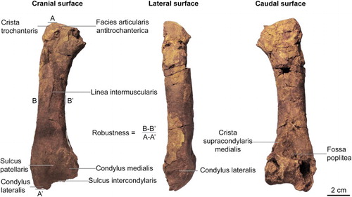 Figure 2. Glen Murray penguin (Kairuku sp.) right femur. The robustness index of the femur is 0.156, which is comparable to other Kairuku species.