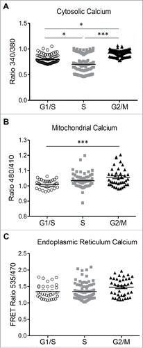 Figure 6. Changes in cytosolic and mitochondrial calcium at different phases of cell cycle in INS 832/13 cells. (A) endoplasmic reticulum (ER) (B) cytosolic and (C) mitochondrial calcium concentration was measured in INS 832/13 synchronized at G1/S, S and G2/M by cell imaging using D4ER FRET adenoviral probe, the calcium indicator Fura-2 and ratiometric Pericam respectively. Data are expressed as mean ± SEM, n = 20–30 (ten-plicate from two or three independent experiments), *p < 0.05, ** p < 0.01, ***p < 0.005.