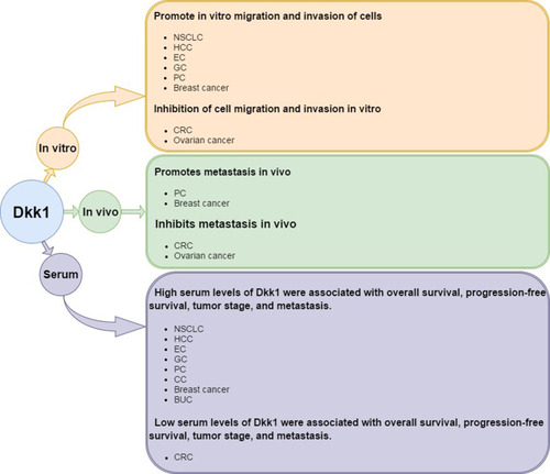 Figure 1 Summary of the research findings on the role of Dkk1 in cancers from in vitro and in vivo experiments as well as from studies using serum from human patients.