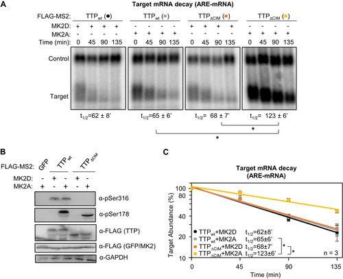 FIG 8 TTP-mediated ARE-mRNA decay is highly dependent of the CIM in the presence of active MK2. (A) Representative Northern blots monitoring mRNA decay of β-globin mRNA containing an ARE from GM-CSF mRNA, in the presence of TTP wild-type (wt) or ΔCIM proteins, co-expressed with constitutive active (MK2A) or catalytic dead (MK2D) MK2 kinase. (B) Western blots monitoring expression levels of TTP and MK2 proteins in panel A. Note, FLAG-MS2-GFP migrates similarly to FLAG-MK2. (C) Graph quantifying three repeats of mRNA decay assays in panel A. Error bars represent standard deviation. *, p < 0.05; Student's two-tailed t-test.