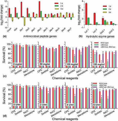 Figure 5. BbCwp roles in fungal adaptation to enzymolysis stresses. Relative expression levels of antimicrobial peptide (a) and hydrolytic enzyme (b) genes were analyzed at different time points during infection. Disruption of BbCwp caused the enhanced expression of tested genes at 1 d post infection. Lysozyme (c) and chitinase (d) were used to test conidial resistance to enzymolysis. The lysozyme concentration was adjusted to 0, 50, 100, and 150 mg/ml. The chitinase concentration was set to 0, 2, 4, and 6 U/ml. After being treated with hydrolytic enzymes, conidia were inoculated on Czapek–Dox plates (CPZ) supplemented with chemicals, using CPZ medium as control. After an incubation of 5-d at 25°C, colony number was determined and used to calculate survival percentage. Enzymolysis caused ΔBbCwp mutant strain to display the enhanced sensitivity to chemical stresses. Asterisks on columns indicate a significant difference between the ΔBbCwp mutant and wild-type or complemented strain (Tukey’s HSD: P < 0.05). Error bars represent standard deviation.