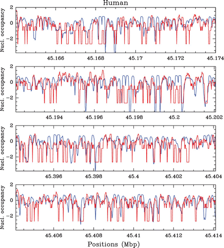 Figure 39. Comparison between our physical model predictions (μ˜=−1.3, δ=2 kT, l w =125 bp ) (blue) and the in vivo nucleosome occupancy MNase-seq data obtained by Schones et al. Citation(2008) in human CD4+ T cells (red). The four panels correspond to 10 kbp fragments of chromosome 6.