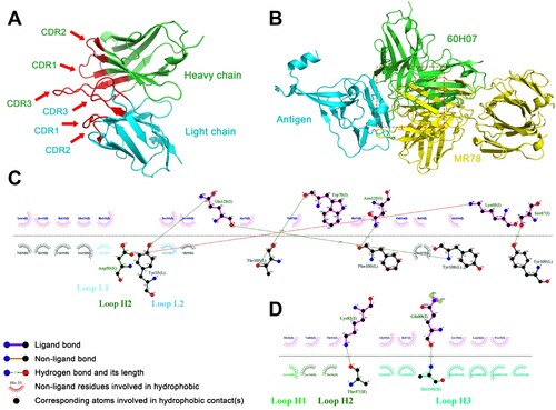 Figure 8. Simulated docking of antibody 60H07 with the Ravn GP antigen. The structure of 60H07 was predicted using the IgFold algorithm. The HADDOCK method was used to simulate antigen-antibody binding, and the RBS region was used as the approximate action site for docking with default parameters. The model with the highest score was used for subsequent analysis. Binding residues were predicted using the LigPlus algorithm. (A) Structural model of antibody 60H07. The spatial structure of the CDRs is shown in red. Green and blue are used to distinguish between heavy and light chains. (B) Spatial docking model of 60H07 with MARV GP. Comparison with known antibody-binding epitopes of MARV. The red box highlights the overlapping binding positions of 60H07 and MR78 to GP. (C) The detailed site of MR78 binding to GP was based on a published crystal structure (PDB ID: 5UQY). (D) Key predicted site of 60H07 binding to Ravn GP.