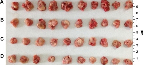 Figure 20 Tumor tissues from normal control (NS) group (A), survivin-siRNA group (B), NDCONH(CH2)2NH-VDGR/survivin-siRNA group (C) and DOX group (D).Abbreviations: siRNA, small interfering RNA; DOX, doxorubicin.