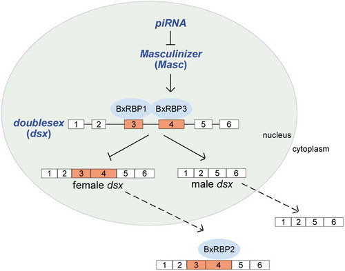 Figure 7. A proposed model for sex-determination regulation in B. mori.In the absence of the primary sex-determination signal piRNA on W chromosome, Masc facilitates the expression of BxRBP3 isoforms, which can bind exon 4 of Bm-dsx. BxRBP3 isoforms function together with BxRBP1 that bind exon 3 of Bm-dsx, efficiently inhibit the female splicing of Bm-dsx, and induce male-specific splicing. BxRBP2, lacking an NLS, binds exon 4 of Bm-dsx in the cytoplasm.