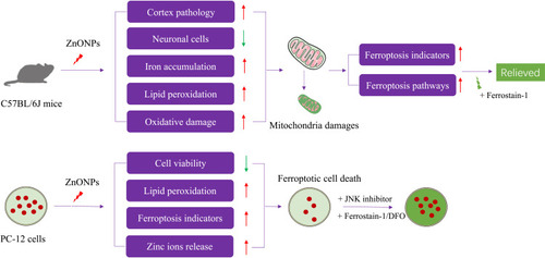 Figure 9 The experimental design and main results of this study are summarized.