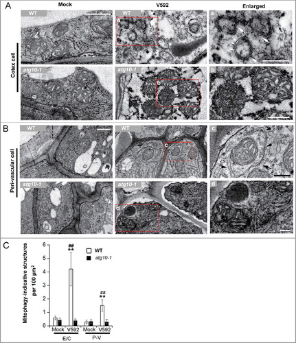 Figure 8. TEM analysis of the mitophagy activation in Arabidopsis root cells challenged by V. dahliae. (A and B) Representative TEM images of the mock or inoculated root cells of WT and atg10-1 at 48 Hai. (A) Cortex cell. (B) Perivascular cell. a to d, enlarged images of the square in the middle panel. Arrows in “a” and “c” indicate mitophagosomal-like structures, arrow heads highlight the double membrane of the mitophagosomal-like structures. (C) Quantification of mitophagosome-like structures observed in TEM images of mock or V592 inoculated root cells in wild-type and atg10-1 plants. E/C, epidermis and cortex; P-V, perivascular. Bar = 0.5 µm for (A and B); bar: 0.2 µm for (a to d). WT, wild type. “**” indicate statistically significant (P ≤ 0.01 vs mock), measured by the Student t test, “##” indicate statistically significant (P ≤ 0.01 vs atg10-1), measured by the Student t test. Mean and standard error (SE) were calculated from 10 independent areas of 100 µm2.