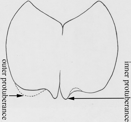 Figure 1. The model of Helina annosa-group male cerci.