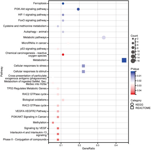 Figure 4. Significantly enriched Kyoto Encyclopedia of Genes and Genomes (KEGG) and Reactome pathways of ferroptosis-related differentially expressed genes (DEGs) in diabetic neuropathy (DN). The size of the node indicates the number of gene counts and the color of the node (red to blue) indicates ascending p-value.