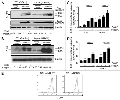 Figure 2. Autophagic activity in peripheral T cells from lupus-prone mice is raised compared with controls T cells sorted from spleens obtained from 8–12 week-old control CBA/J and lupus MRLlpr/lpr mice (A) or from 12–20 week-old control BALB/c and lupus NZB/W mice (B) were left unstimulated (steady-state) or stimulated by 50 ng/mL PMA and 1 µM Ionomycin (PMA/Iono) at 37°C for 16h. When indicated, cells were treated (+) or not (-) during the last 4 h of the culture with 5 µg/mL pepstatin A and 5 µg/mL E64d to block lysosomal degradation. Cell lysates were resolved by SDS-PAGE, transferred onto PVDF membranes before staining with anti-LC3 Ab. Loading controls were performed by staining actin-β chain. Each immunoblot is representative of at least five independent experiments with identical results. *Band corresponding to the Ig heavy chain retained in lysates obtained from oldest lupus mice. LC3-II/β-actin band intensity ratios are indicated as numbers under each immunoblot. (C and D) LC3-II levels were evaluated by densitometry and normalized to β-actin band intensities for at least five independent experiments. Histogram bars represent the means of individual experiments with standard errors. *p < 0.05, **p < 0.01, ***p < 0.001 using paired t-test between control and lupus conditions. Activation of sorted T cells from control and lupus mice was assessed by flow cytometry with CD69 staining (E). Dotted black lines and solid gray lines represent respectively control and lupus mice.