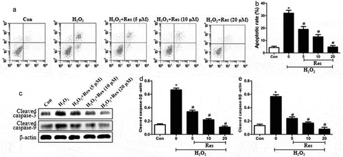 Figure 2. Ability of resveratrol to inhibit H2O2-induced apoptosis of RGC-5 cells. Cells were pretreated for 4 h with resveratrol (Res) at 5, 10, or 20 μM, then exposed to 200 μM H2O2 for 24 h. (a-b) Cell apoptosis was assessed using flow cytometry. (c-e) Levels of cleaved caspase-3 and cleaved caspase-9 were detected using western blots. *P< 0.05 vs control group, #P< 0.05 vs H2O2-treated group