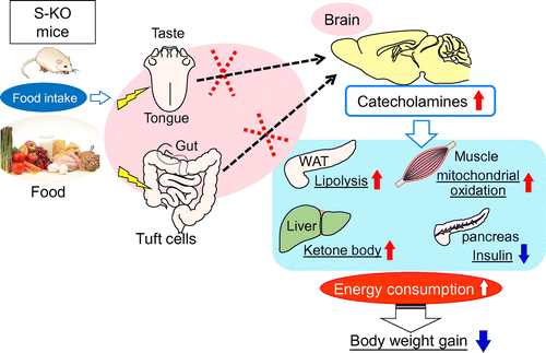 Figure 7. Energy-metabolism in S-KO mice.