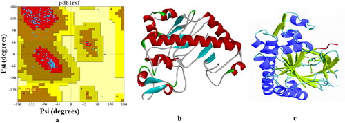 Figure 1. (a): Ramachandran plot for the DAOCS (1RXF), (b, c): crystal structure and binding pocket of DAOCS (1RXF).