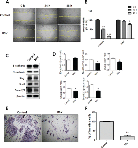 Figure 7. Resveratrol inhibits OSCC cell migration and invasion. A and B: A wound healing assay was used to detect the migration ability of the resveratrol-treated CAL27 cells. The demarcated yellow lines were cleared area C: The expression of EMT makers. D: Densitometry analysis of Western blots. Data were expressed as the mean ± SD (n = 3) and analyzed by t-test (*p < 0.05 vs Control). E and F: A Boyden chamber assay with matrigel-coated membrane was employed to examine the invasion ability of the resveratrol-treated CAL27 cells.