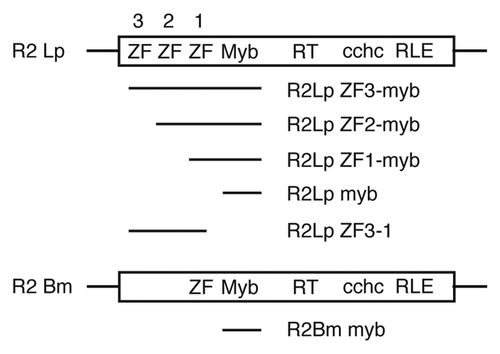 Figure 2 Expression constructs. Thick solid lines denote the segment of the R2Lp and R2Bm ORFs that were expressed in bacteria and purified using engineered 6x His tags. The clone names are to the right of the solid lines. See Materials and Methods for additional information.