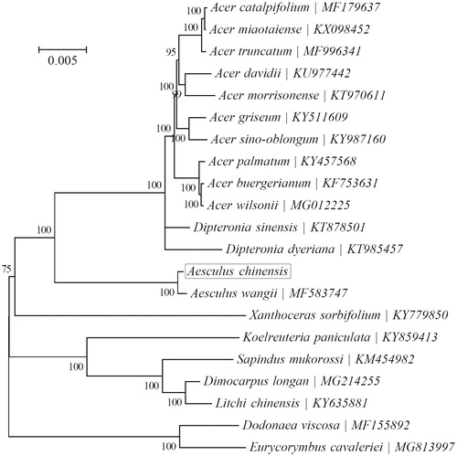 Figure 1. Phylogeny of 21 species within the family Sapindaceae based on the maximum-likelihood (ML) of the concatenated chloroplast protein-coding sequences. The GTR + G + I model was employed as the best-fit nucleotide substitution model as suggested using MEGA7. The support values are based on 100 bootstrap replicates and are placed next to the branches.