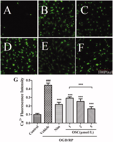 Figure 5. Effects of OSC on [Ca2+]i in primary hippocampal neuronal cell under OGD 2 h/RP 24 h as indicated by Fluo-3/AM(×100). (A) Control cells. (B) Cells exposed to OGD 2 h/RP 24 h with no treatment of OSC. (C) Nim (12 μmol/L) was added to the culture before the reperfusion. (D–F) OSC (1, 2, and 5 μmol/L) was, respectively, added to the culture before the reperfusion. (G) Effects of OSC on [Ca2+]i in primary hippocampal neuronal cell under OGD 2 h/RP 24 h. Histograms represent mean ± SD, n = 6. ###p < 0.001 OGD/RP + vehicle group versus control group; ***p < 0.001 versus OGD/RP + vehicle group.