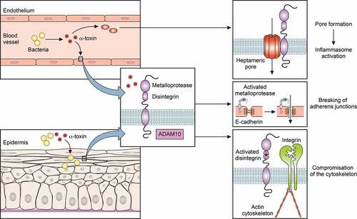 Figure 1. Role of α-toxin in S. aureus infection
