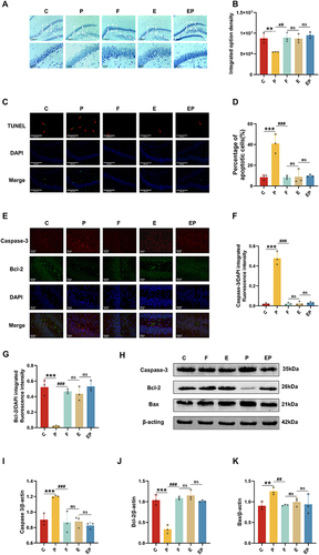 Figure 3 Electroacupuncture pretreatment significantly attenuates neuronal apoptosis induced by repeated propofol exposure. (A) Representative photomicrographs of Nissl staining in the dentate gyrus. (B) The integrated option density was quantified with Nissl staining in the dentate gyrus. (C) Apoptotic neurons were observed by TUNEL staining. The apoptotic cells were stained green, and the nuclei were stained blue. Scale bar = 50μm. (D) The percentage of apoptotic cells was quantified with TUNEL staining. (E) Representative photomicrographs of Caspase-3 and Bcl-2 staining in the dentate gyrus. (red: Caspase-3, green: Bcl-2, blue: DAPI, scale bar:50μm). (F and G) Quantification of the immunofluorescence staining data from (E). (H) Representative Western blot results for Caspase-3, Bcl-2 and Bax in rat brain. (I–K) Quantification of Western blot data from (H). Data are presented as the mean ± SD (n = 3). **P < 0.01, ***P <0.001 versus C group, ##P < 0.01, ###P <0.001 versus P group. ns, not significant.