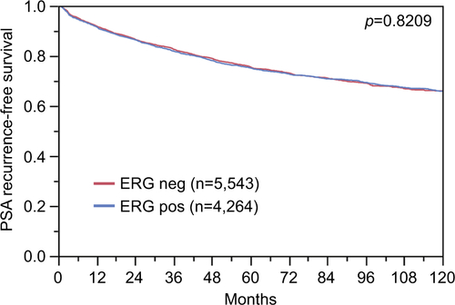 Figure S1 Prognostic impact of ERG expression on biochemical relapse.Abbreviation: ERG, erythroblast transformation-specific (ETS)-related gene.