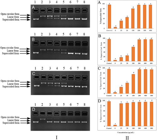 Figure 3. Protective activity of phenolic extracts on DNA damage induced by ROO• radical:(I) DNA electrophoresis; (II) Semi-quantitative analysis of DNA electrophoresis.