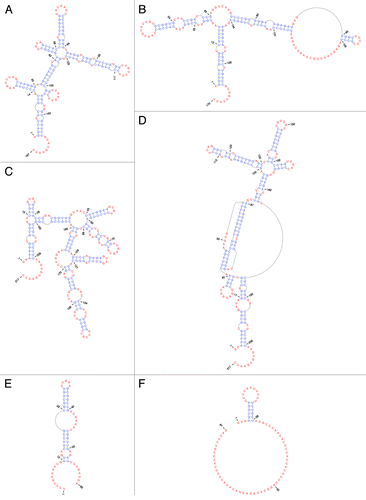 Figure 3. EBV ncRNA secondary structures. Base-paired nt are in blue, while unpaired and non-canonically paired nt are in red (generated using PseudoViewer). (A) EBER1. (B) EBER2. (C) EBNA IRES minimum free energy structure.Citation38 (D) EBNA IRES with pseudoknot. (E) v-snoRNA1. (F) ebv-sisRNA-1.