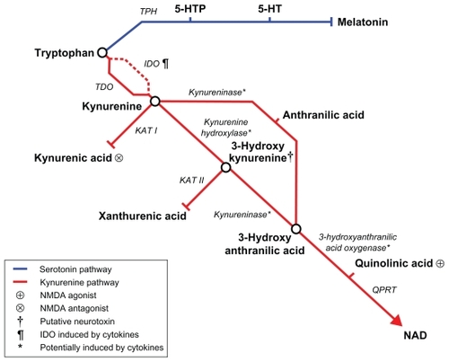 Figure 1 Tryptophan metabolic pathway.