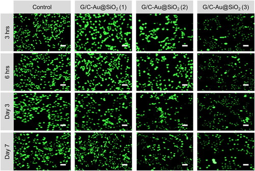 Figure 8. G/C-Au@SiO2 HNPs performed fluorescein diacetate hydrolysis (FDA) staining with various compositions using MG 63 bone cells (scale bar 100 µm).
