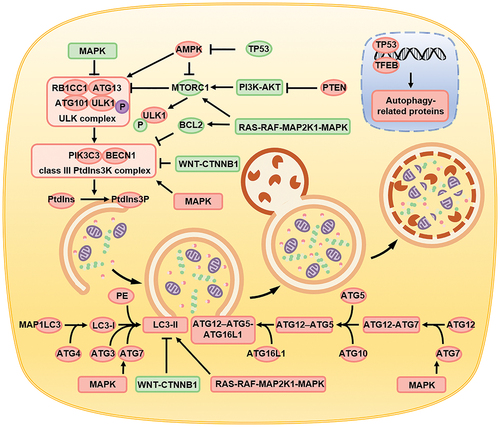 Figure 2. Schematic diagram depicting the process of autophagy, the biomolecules involved, and the signaling pathways regulated. Autophagy is primarily divided into four steps, namely the formation of autophagy precursors, the encapsulation of the cell components directed for digestion by the autophagosomes, the interaction of the autophagosomes with lysosomes to form the autolysosomes, and ultimately digestion and degradation of the autolysosomes. Signaling pathways such as AMPK, PI3K-AKT-MTORC1, MAPK, WNT-CTNNB1 regulate autophagy by affecting key proteins like the ULK complex, class III PItd3nsK complex, ATG protein family, and LC3-II.