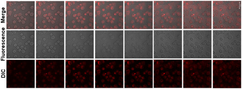 Figure 11 Confocal fluorescence images (Z-stack) of KM12C cells with the internalization of TAMRA doped GO@SiO2@AuNS hybrid. KM12C cells were incubated with TAMRA doped GO@SiO2@AuNS hybrid for 6 h at 37 °C before taking the images.
