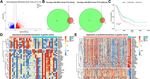 Figure 7 Combined transcriptome data in TCGA to identify potential biomarkers of GC. (A) DEGs obtained by comparing CA with PA in TCGA. (B) Screening of genes with consistent differential changes in the two datasets. (C) Association between genes and survival in GC patients. (D and E) Expression of potential biomarkers in self-collected datasets and TCGA datasets.