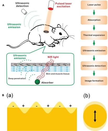 Figure 5 (A) Schematic illustration showing the process of photoacoustic imaging (PAI). Adapted from Wang S, Lin J, Wang T, Chen X, Huang P. Recent Advances in Photoacoustic Imaging for Deep-Tissue Biomedical Applications. Theranostics. 2016;6(13):2394–2413. © 2016 Ivyspring International Publisher (https://creativecommons.org/licenses/by-nc/4.0/legalcode).Citation48 (B) Schematic illustration of (a) surface plasmons and (b) a localized surface plasmon. Adapted with permission from Mayer KM, Hafner JH. Localized surface plasmon resonance sensors. Chemical Reviews. 2011;111(6):3828–3857. Copyright © 2011 American Chemical Society.Citation50