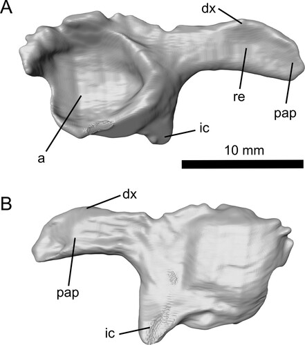 FIGURE 2. Reconstruction of the acetabulum and postacetabular process of the left pelvis of Ceoptera evansae (NHMUK PV R37110), in A, lateral, and B, medial views. Abbreviations: a, acetabulum; dx, dorsal expansion; ic, ischium; pap, postacetabular process; re, recess.