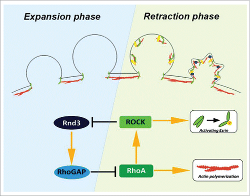 Figure 1. The life cycle of blebs is governed by 2 small GTPases. Rnd3 is preferentially recruited to the actin cortex-free membrane protrusion. During expansion phase, reassembly of actin cortex was actively suppressed by Rnd3-p190BRhoGAP complex and bleb continues to expand passively by the intracellular pressure. Sporadic activation of RhoA is stabilized locally by the phosphorylation of Rnd3 by RhoA-ROCK pathway because phosphorylated Rnd3 is removed from the plasma membrane.